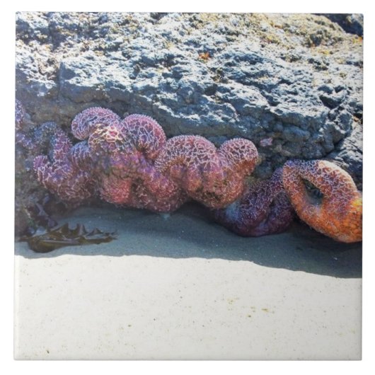 Colorful Starfish at Bob Creek, OR タイル (正面)