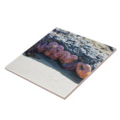 Colorful Starfish at Bob Creek, OR タイル (側面)