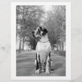 Colorful tear off dog flyer  チラシ (裏面)