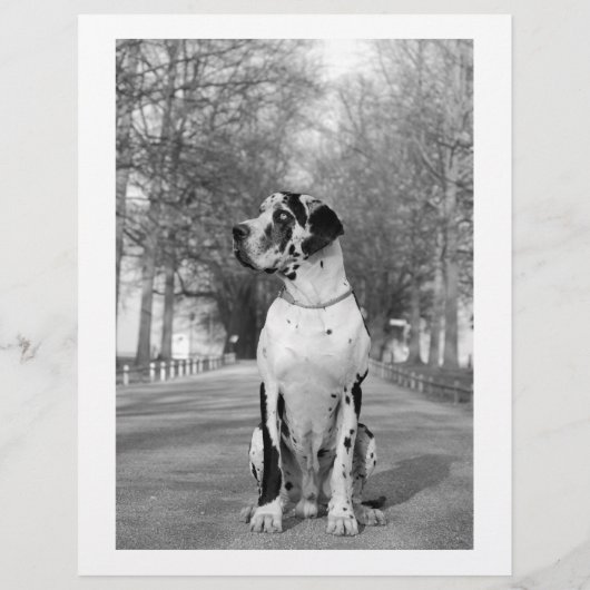 Colorful tear off dog flyer  チラシ (裏面)