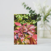 Colors ポストカード (スタンド正面)