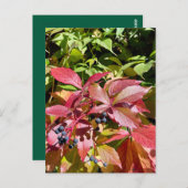 Colors ポストカード (正面/裏面)