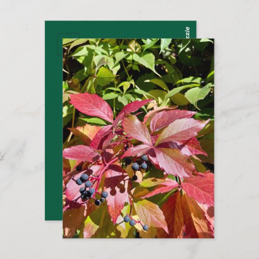 Colors ポストカード (正面/裏面)