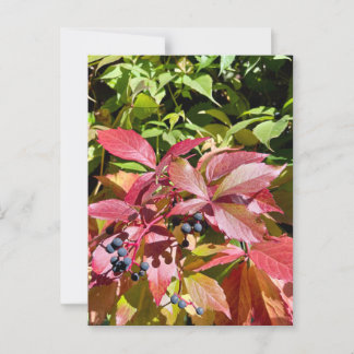 Colors ポストカード