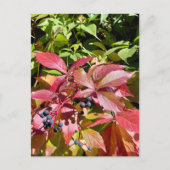 Colors ポストカード (正面)