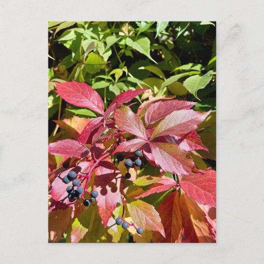 Colors ポストカード (正面)