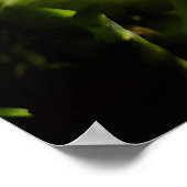 Colors of Colombia Orchid ポスター (角)