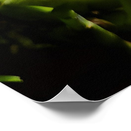 Colors of Colombia Orchid ポスター (角)