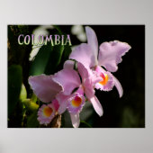Colors of Colombia Orchid ポスター (正面)