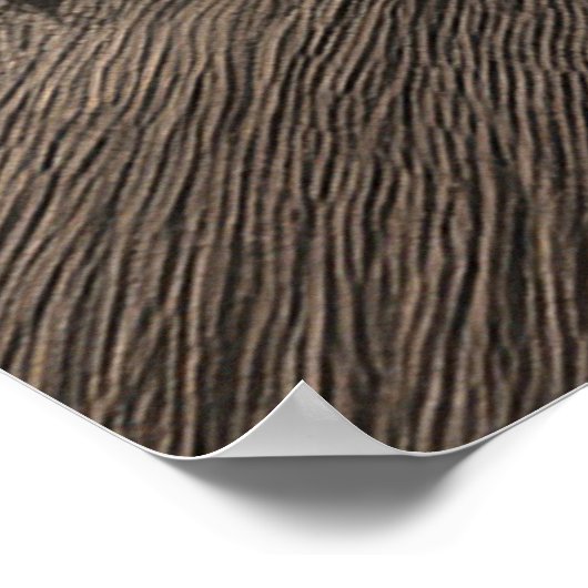 Colosseum in rome with warm sunset light ポスター (角)