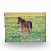 Colt in Dandelion Field フォトブロック (正面)