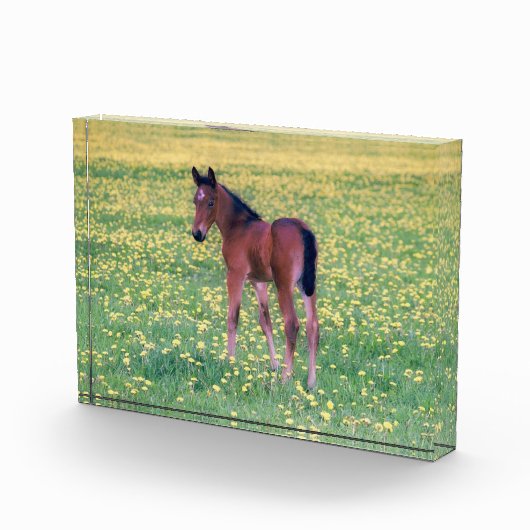 Colt in Dandelion Field フォトブロック (右)