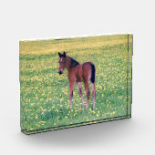 Colt in Dandelion Field フォトブロック (左)