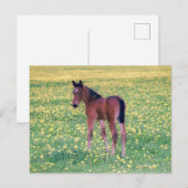 Colt in Dandelion Field ポストカード (正面/裏面)