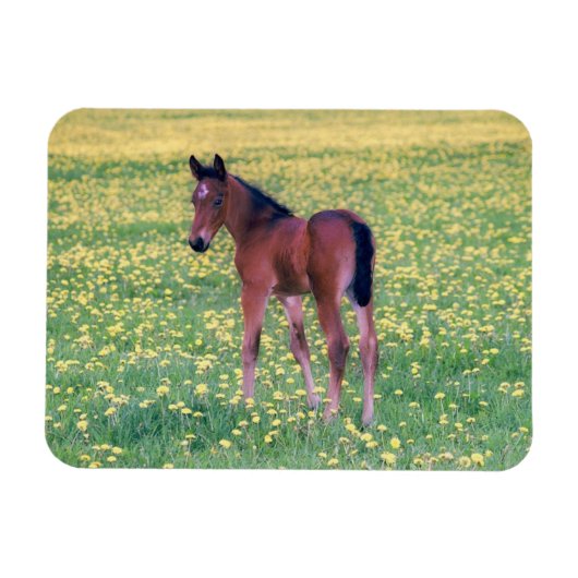 Colt in Dandelion Field マグネット (横)