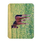 Colt in Dandelion Field マグネット (縦)