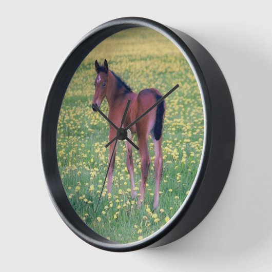 Colt in Dandelion Field 壁時計 (傾斜)