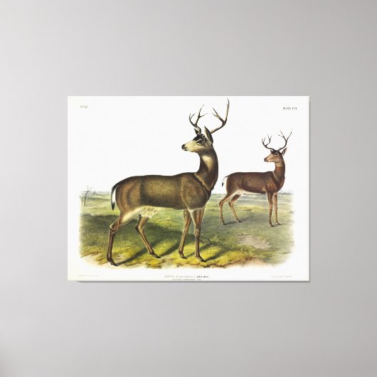 Columbian Black-tail Deer, Blacktail, by Audubon キャンバスプリント (正面)