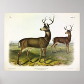 Columbian Black-tailed Deer, Blacktail, by Audubon ポスター (正面)