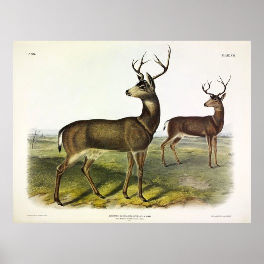 Columbian Black-tailed Deer, Blacktail, by Audubon ポスター (正面)