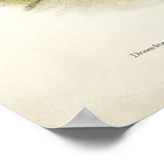 Columbian Black-tailed Deer, Blacktail, by Audubon ポスター (角)