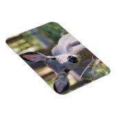 Columbian Black-tailed Doe | Washington State マグネット (右側)