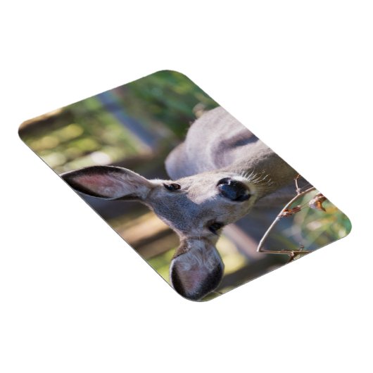 Columbian Black-tailed Doe | Washington State マグネット (右側)