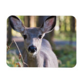 Columbian Black-tailed Doe | Washington State マグネット (横)