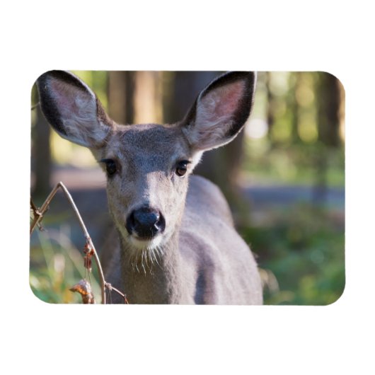 Columbian Black-tailed Doe | Washington State マグネット (横)