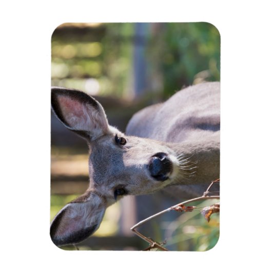 Columbian Black-tailed Doe | Washington State マグネット (縦)