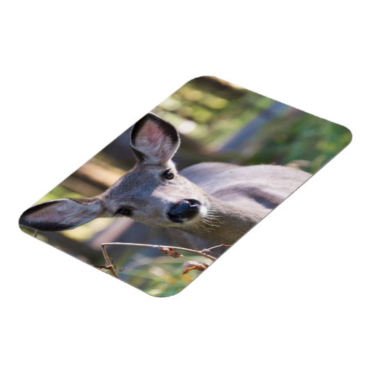 Columbian Black-tailed Doe | Washington State マグネット (左側)