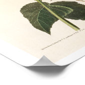 Columbian Humming bird by Audubon Poster ポスター (角)