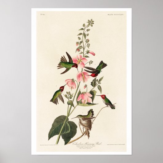 Columbian Humming bird by Audubon Poster ポスター (正面)