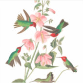 Columbian Humming by John James Audubon シール (正面)
