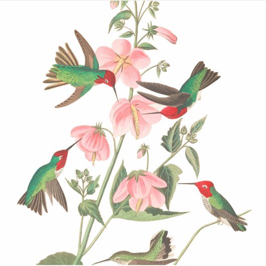 Columbian Humming by John James Audubon シール (正面)