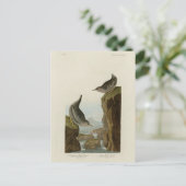 Columbian Water Ouzel、Audubon's Birds of America ポストカード (スタンド正面)