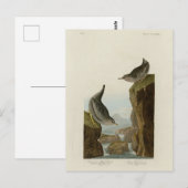 Columbian Water Ouzel、Audubon's Birds of America ポストカード (正面/裏面)