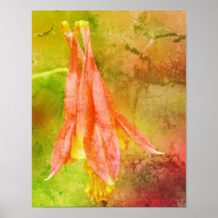 Columbine Flower Abstract ポスター