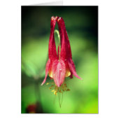 Columbine Flower Photography Note Card (正面)