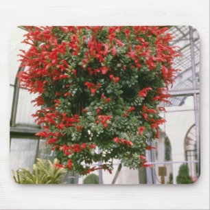 Columnea Mortiniiの金魚の植物の花 マウスパッド