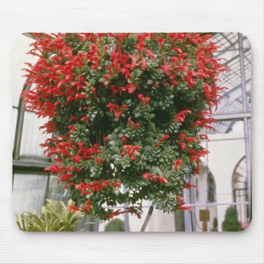 Columnea Mortiniiの金魚の植物の花 マウスパッド (正面)