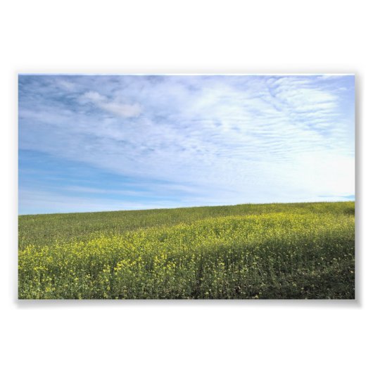 Colza Field – 写真 フォトプリント (正面)