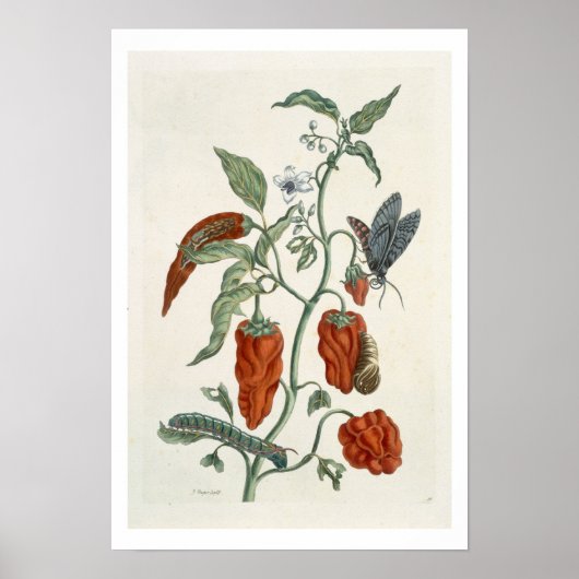 Comfrey, from 'A Curious Herbal', 1782 (color eng) ポスター (正面)