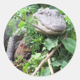 Comfy Gator Stickers ラウンドシール