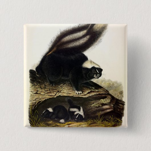 Common American Skunk、ストライプの Skunk、Audubon F 缶バッジ (正面)