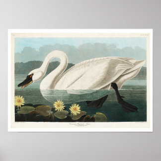 Common American Swan by Audubonポスター ポスター
