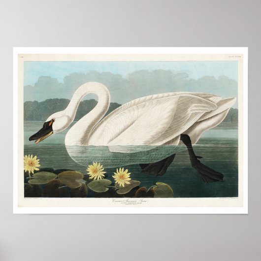 Common American Swan by Audubonポスター ポスター (正面)