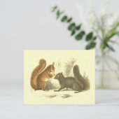 Common & Black Squirrelヴィンテージリトグラフ ポストカード (スタンド正面)