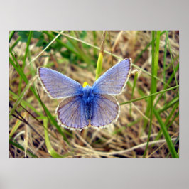Common Blue Butterflyポスター ポスター
