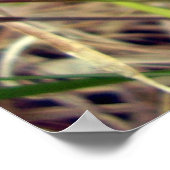 Common Blue Butterflyポスター ポスター (角)